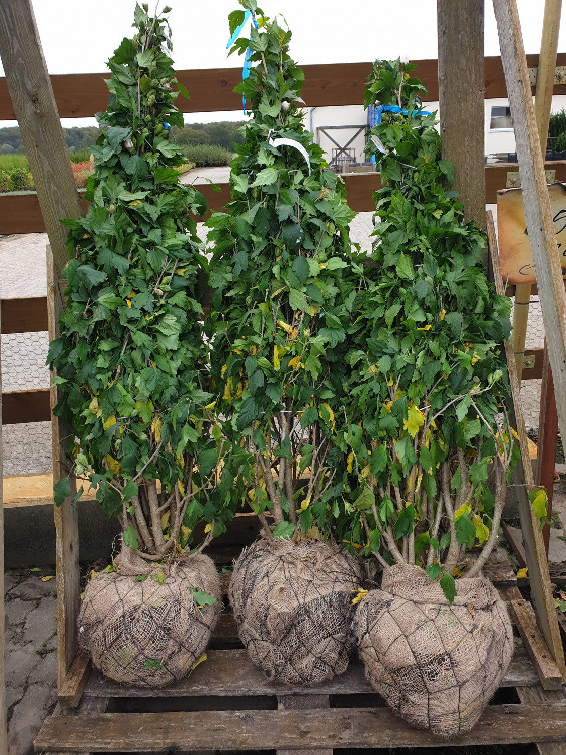 Straucheibisch 'Red Heart'; hier als Ballenpflanze; pflegeleicht; Einsatzmöglichkeit z.B. : Vorgarten;;günstig mit Qualität