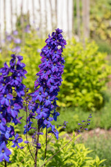 Delphinium x elatum 'Finsteraarhorn'; hier mit Blüte; schneckensicher (schneckenresistent); Einsatzmöglichkeit z.B. : Bauerngärten;;ab 0,00 Euro