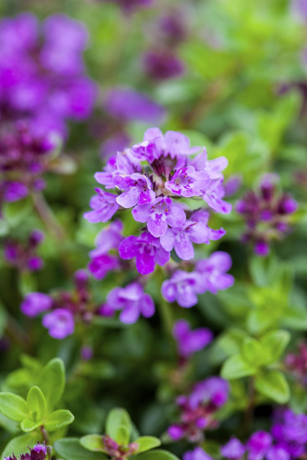 Thymus serpyllum 'Coccineus' mit Blüte; Einsatz: ;;ab 3,50 Euro