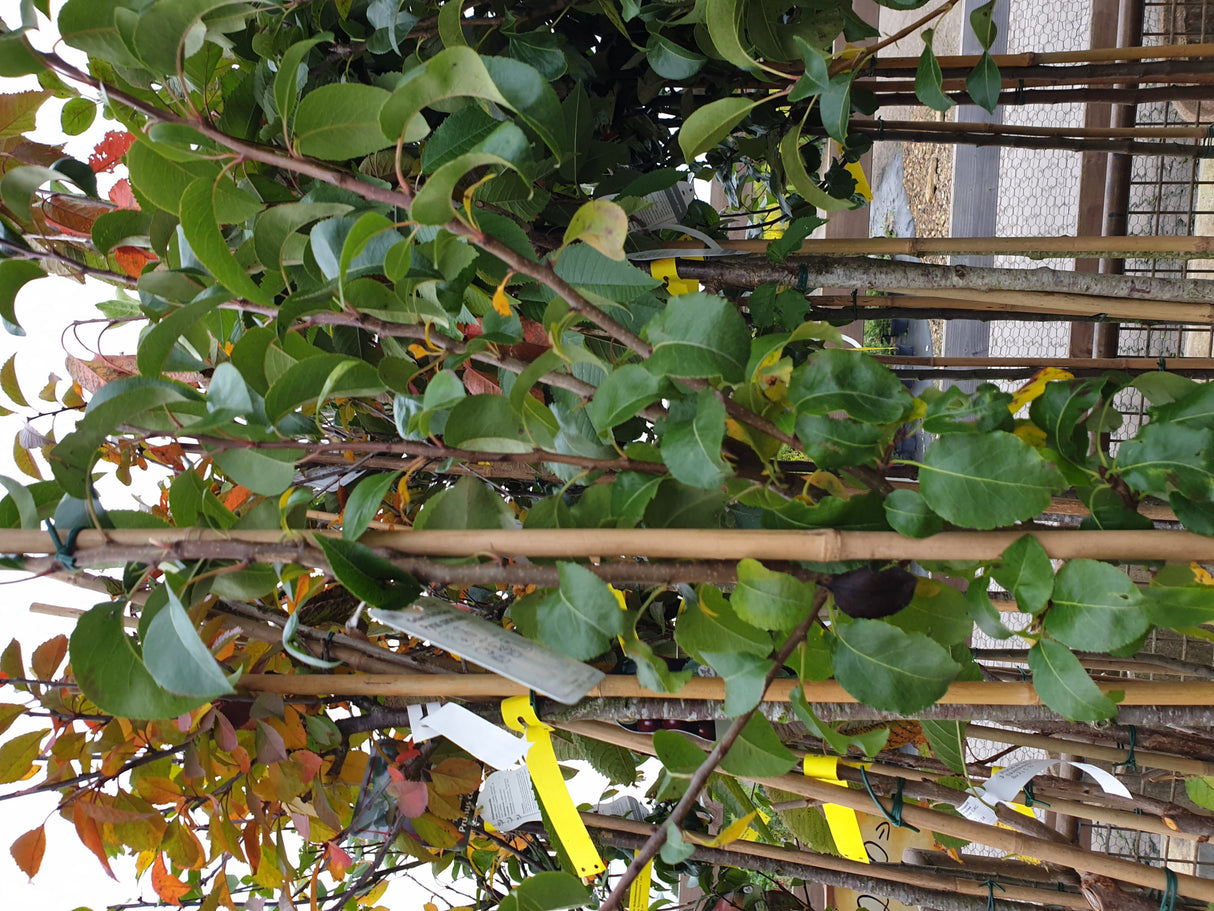 Pyrus com. 'Gellerts Butterbirne'; vorbereitet für Versand; mittelgroße Früchte; Einsatzmöglichkeit z.B. : anspruchslose Pflanze; verfügbar in 18 Größen und Varianten;;ab 0,00 Euro