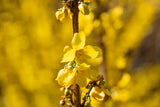 Forsythia intermedia 'Goldrausch' , erhältlich von 40-60 bis 60-100 cm;;ab 15,20 Euro