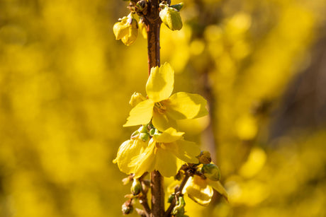 Forsythia intermedia 'Goldrausch' , erhältlich von 40-60 bis 60-100 cm;;ab 15,20 Euro