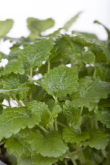 Melissa officinalis; hier mit Blüte; duftend; Einsatzmöglichkeit z.B. : Teeherstellung;;ab 0,00 Euro
