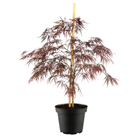 japanischer fächerahorn 'inaba-shidare' im Topf, erhältlich als: ; Einsatz: japanischer gartenattraktive Herbstfärbung;;günstig mit Qualität