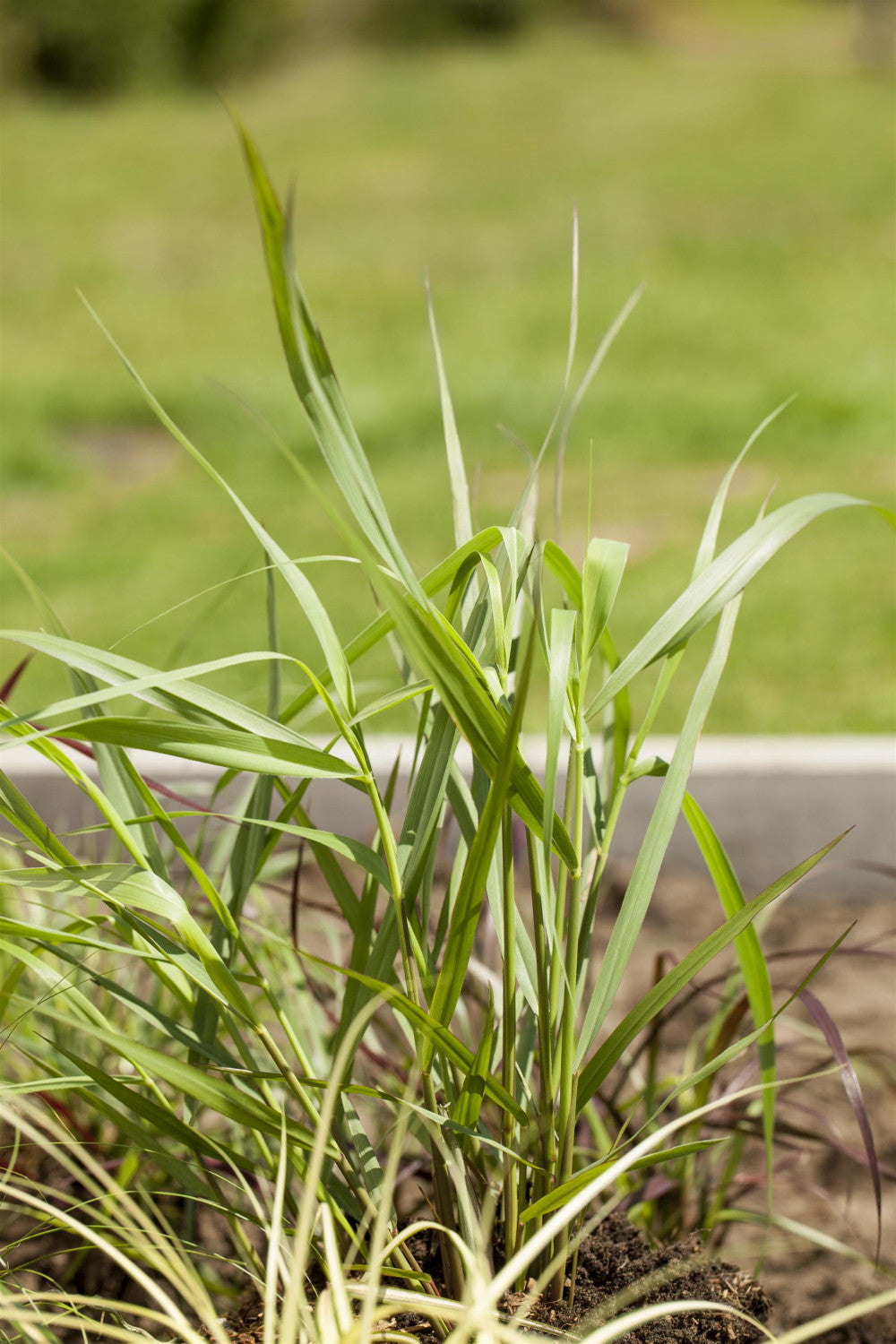 Panicum virgatum 'Hänse Herms' (Garten-Ruten-Hirse)