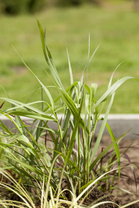 Panicum virgatum 'Hänse Herms' , ;;ab 3,36 Euro