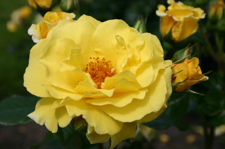 Rosa 'Lichtkönigin Lucia' STR mit Blüte; Einsatz: ;;ab 8,10 Euro