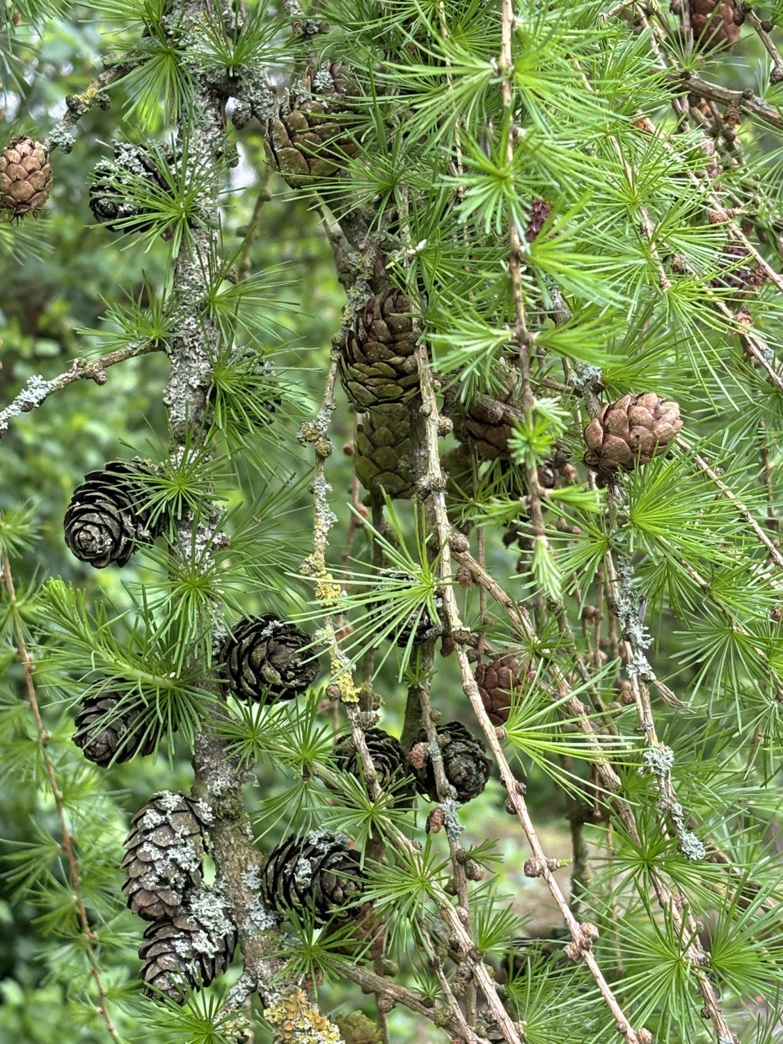 Larix kaempferi HkG 83902 mit Früchten, erhältlich von 25-50 bis 80-120 cm; Einsatz: ;;ab 0,88 Euro