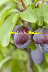 Genaues Foto für Prunus dom. 'President' folgt; dieses ähnliche Bild dient der Illustration von Pflaume 'President' spät