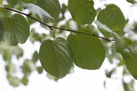 Alnus cordata , erhältlich von 50-80 bis 450-650 cm;;ab 3,15 Euro