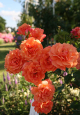 Rosa 'Lambada' STR; hier mit Blüte; lange Blütezeit; Einsatzmöglichkeit z.B. : Einzelstellung;;ab 15,00 Euro