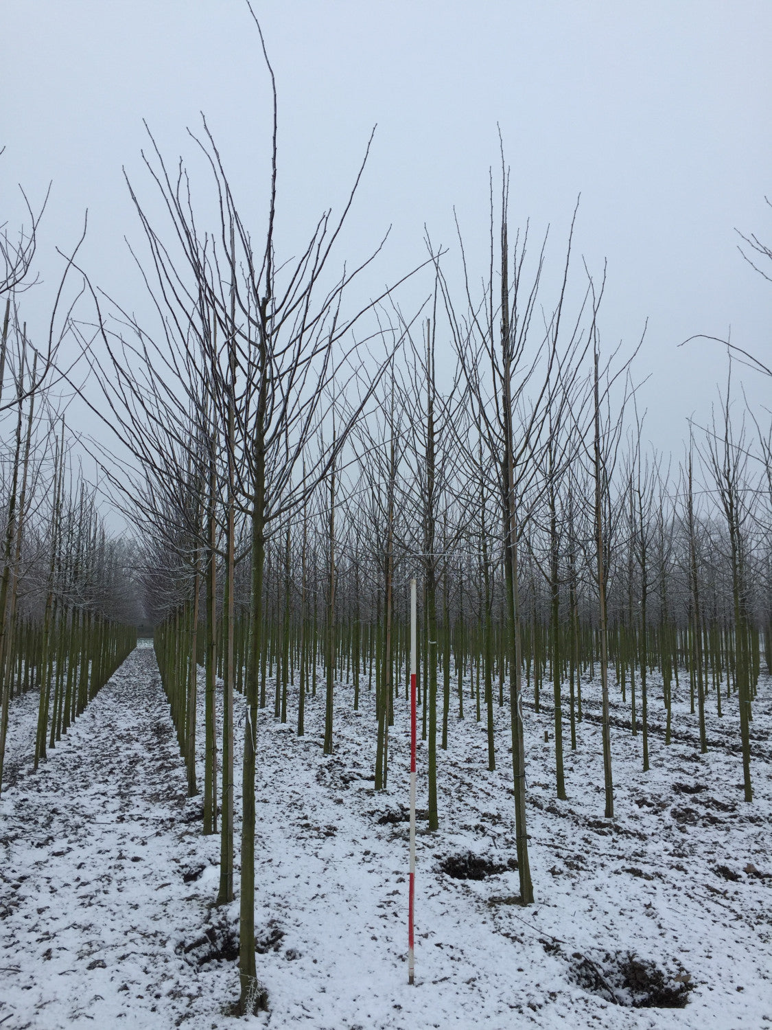 Kaiserlinde 'Pallida' mit Winterlaub, verfügbar in 18 Größen und Varianten; Einsatz: industrie- und stadtklimafeste Pflanzeattraktive Herbstfärbung;;hier kaufen