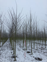 Kaiserlinde 'Pallida' mit Winterlaub, verfügbar in 18 Größen und Varianten; Einsatz: industrie- und stadtklimafeste Pflanzeattraktive Herbstfärbung;;hier kaufen