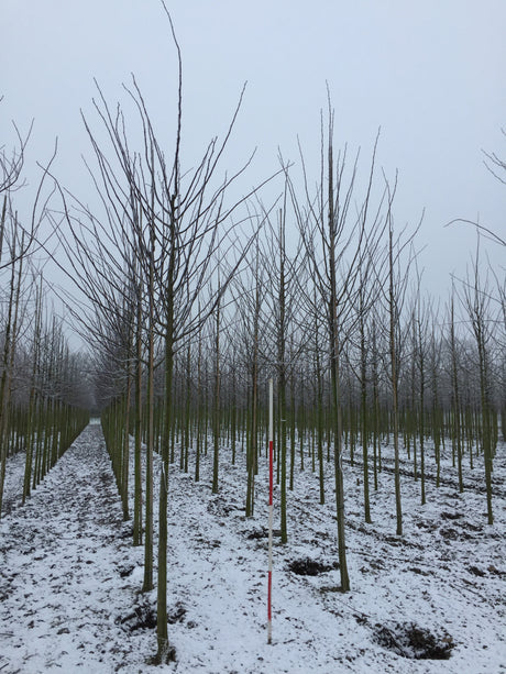 Kaiserlinde 'Pallida' mit Winterlaub, verfügbar in 18 Größen und Varianten; Einsatz: industrie- und stadtklimafeste Pflanzeattraktive Herbstfärbung;;hier kaufen