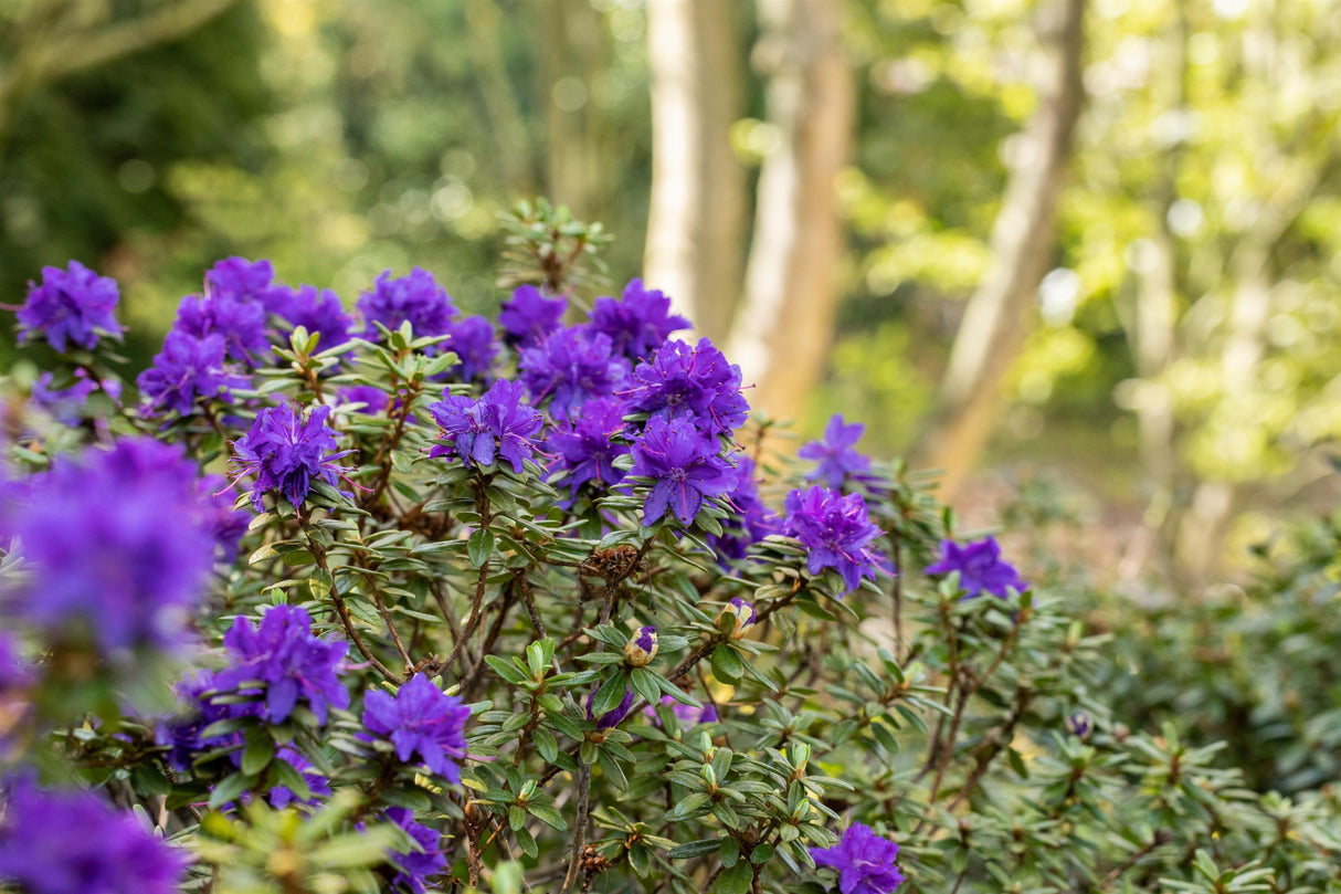 Rhododendron impeditum 'Azurika' mit Blüte, erhältlich von 20-25 bis 40-50 cm; Einsatz: ;;ab 16,90 Euro
