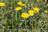 Hieracium pilosella 'Niveum'; winterhart;;ab 0,00 Euro