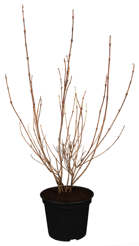 Geißblattstrauch; hier im Topf; pflegeleicht; Einsatzmöglichkeit z.B. : Solitärpflanze;;günstig mit Qualität