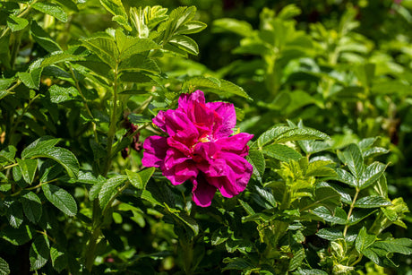 Rosa rugosa 'Foxi' BDR mit Blüte; Einsatz: ;;ab 8,10 Euro