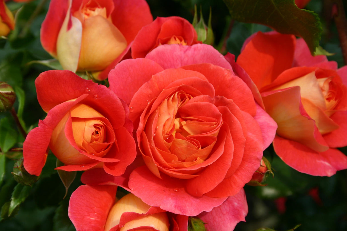 Rosa 'Gebrüder Grimm' BT mit Blüte; Einsatz: ;;ab 9,50 Euro