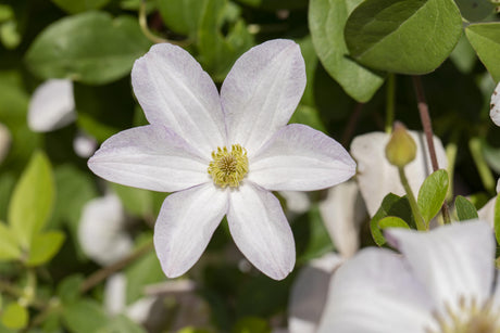 Clematis viticella 'Huldine' , erhältlich von 100-150 bis 150-200 cm;;ab 37,40 Euro