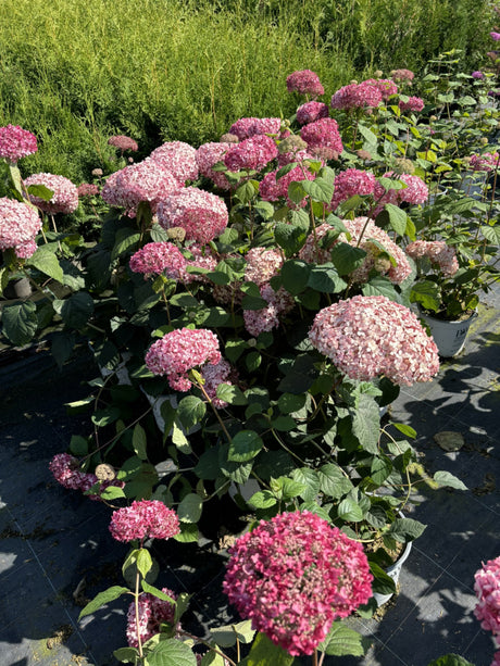 Hydrangea arbor. 'Pink Annabelle'; blühfreudig;;mit zeitnaher Lieferung