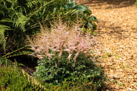 Astilbe x arendsii 'Bressingham Beauty' mit Blüte; Einsatz: ;;ab 4,15 Euro