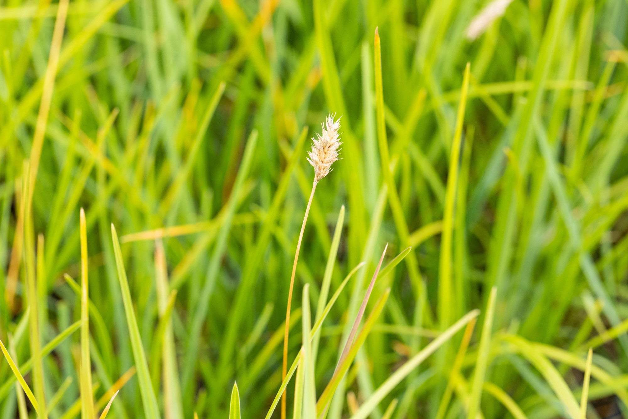 Sesleria heufleriana (Grünes Kopfgras)