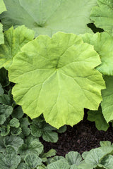 Astilboides tabularis; dekoratives Blattwerk;;ab 0,00 Euro