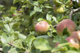 Renette de Landsberg mit Früchten, erhältlich als: Hochstamm, Halbstamm, Spalier, Busch; Einsatz: Hausgartenrobust;;günstig mit Qualität