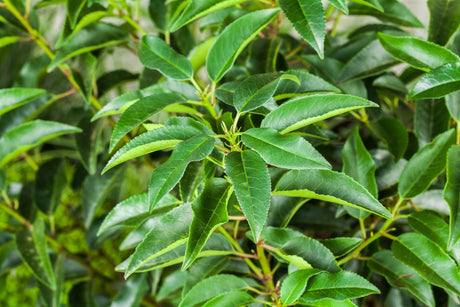 Prunus lusitanica , erhältlich von 60-80 bis 200-250 cm;;ab 43,60 Euro
