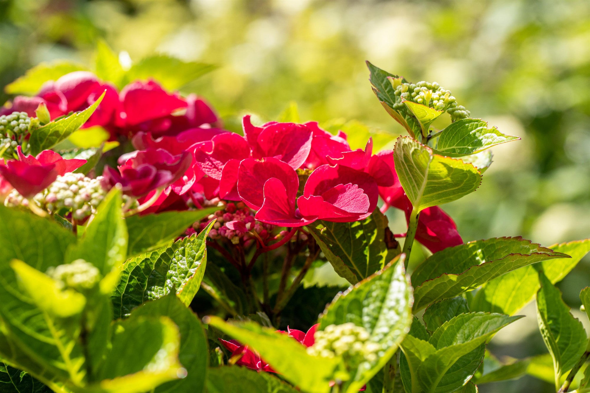 Hydrangea macrophylla 'Fasan' (Tellerhortensie 'Fasan')