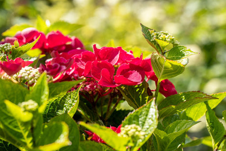 Hydrangea macrophylla 'Fasan' mit Blüte, erhältlich von 40-60 bis 60-80 cm; Einsatz: ;;ab 58,00 Euro