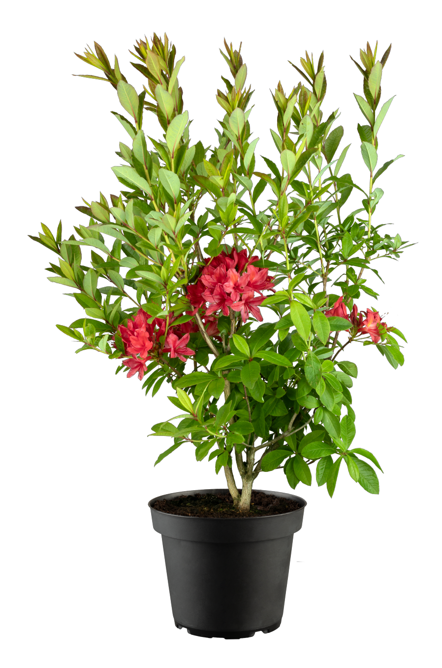 Rhododendron viscosum 'Karminduft' im Topf, erhältlich von 50-60 bis 50-60 cm; Einsatz: ;;ab 66,00 Euro