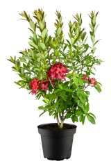 Rhododendron viscosum 'Karminduft'; hier im Topf; duftende Blüten; Einsatzmöglichkeit z.B. : Solitärpflanze; erhältlich von 50-60 bis 50-60 cm;;ab 72,50 Euro