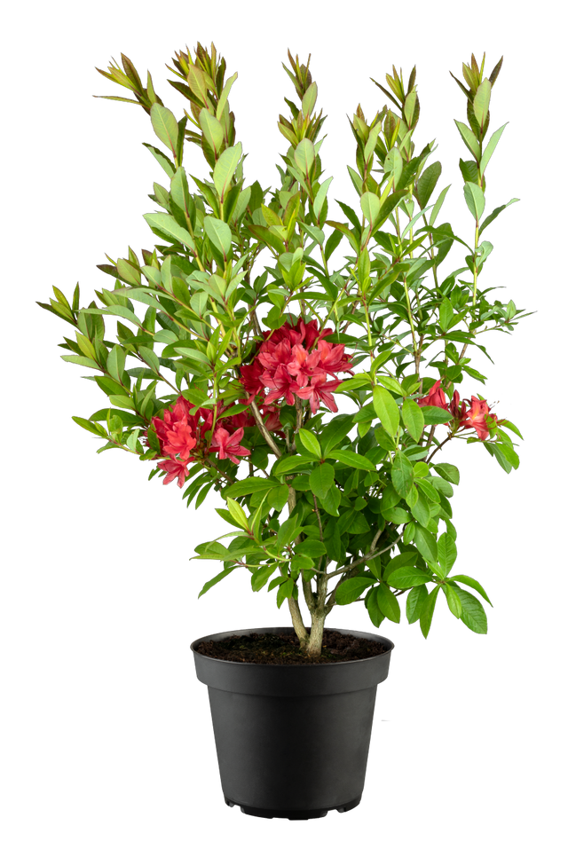 Rhododendron viscosum 'Karminduft' im Topf, erhältlich von 50-60 bis 50-60 cm; Einsatz: ;;ab 66,00 Euro