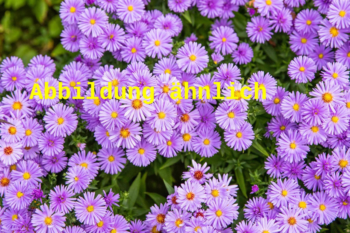 Aster dumosus 'Blauer Gletscher' (Garten-Kissen-Aster)
