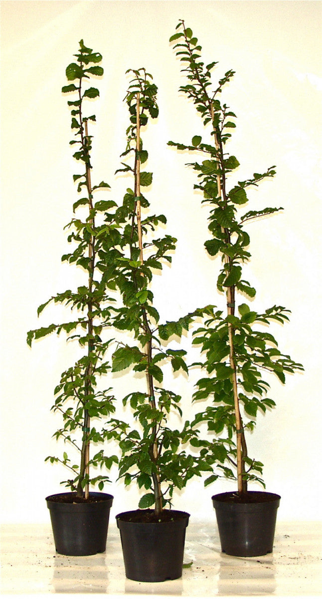 Carpinus betulus im Topf; Einsatz: Parksbietet Vögeln Nistplatz;;ab 2,75 Euro