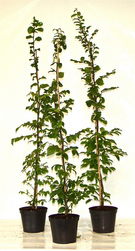 Carpinus betulus; hier im Topf; robust gegen Krankheiten; Einsatzmöglichkeit z.B. : Vogelschutzhecke;;ab 0,00 Euro