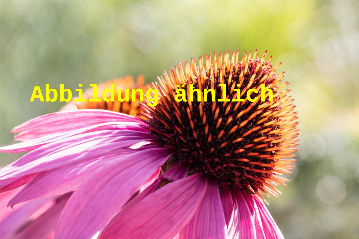 Echinacea purpurea 'Leuchtstern' (Garten-Scheinsonnenhut)
