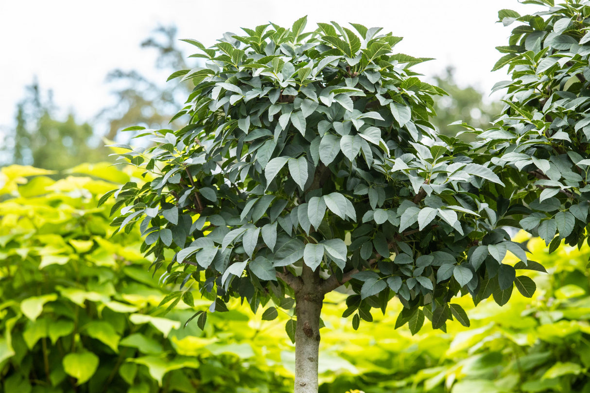 Fraxinus ornus 'Mecsek' , erhältlich von 270-330 bis 450-650 cm;;ab 387,00 Euro