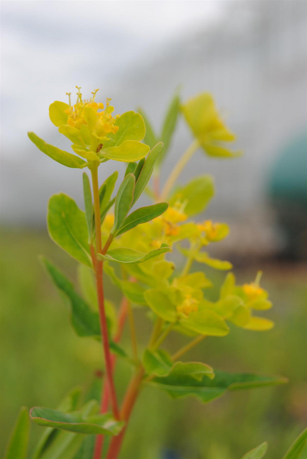 Euphorbia palustris mit Blüte; Einsatz: ;;ab 5,95 Euro