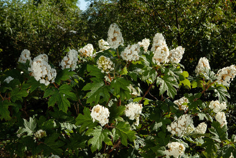 Hydrangea quercifolia 'Snowflake' , erhältlich von 40-60 bis 60-80 cm;;ab 40,40 Euro