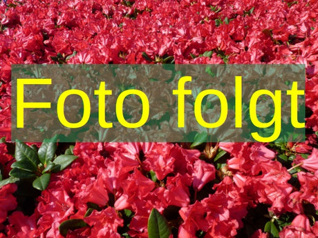 Bild wird ergänzt für Rhododendron Hybr.'Bernstein' (Rhododendron-Hybride 'Bernstein')