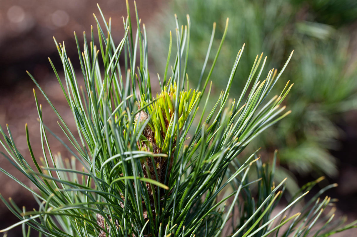 Pinus cembra , erhältlich von 20-30 bis 125-150 cm;;ab 2,18 Euro