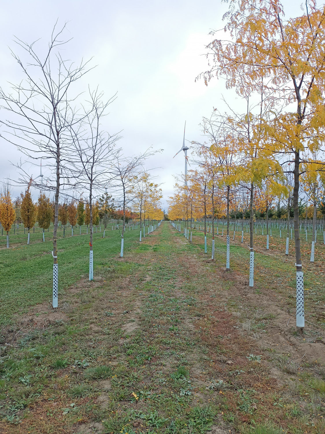 Honey locust; hier mit Herbstlaub; robust; Einsatzmöglichkeit z.B. : Straßenbaum; erhältlich mit Stammumfang von 12-14 bis 20-25 cm;;günstig mit Qualität