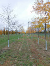 Honey locust; hier mit Herbstlaub; robust; Einsatzmöglichkeit z.B. : Straßenbaum; erhältlich mit Stammumfang von 12-14 bis 20-25 cm;;günstig mit Qualität