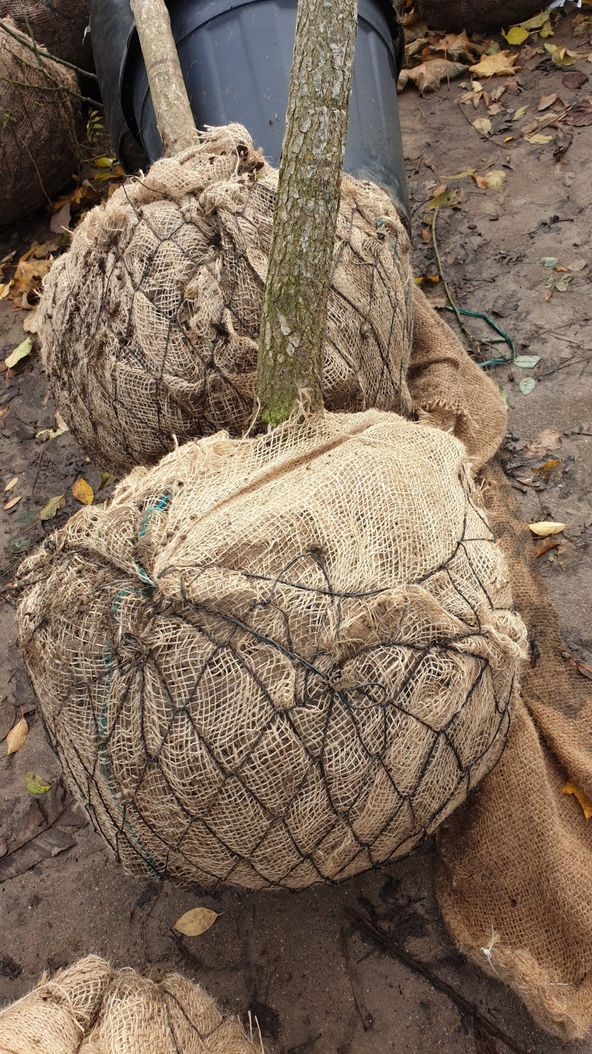 Tupelbaum; hier als Ballenpflanze; pflegeleicht; Einsatzmöglichkeit z.B. : Solitärbaum;;günstig mit Qualität