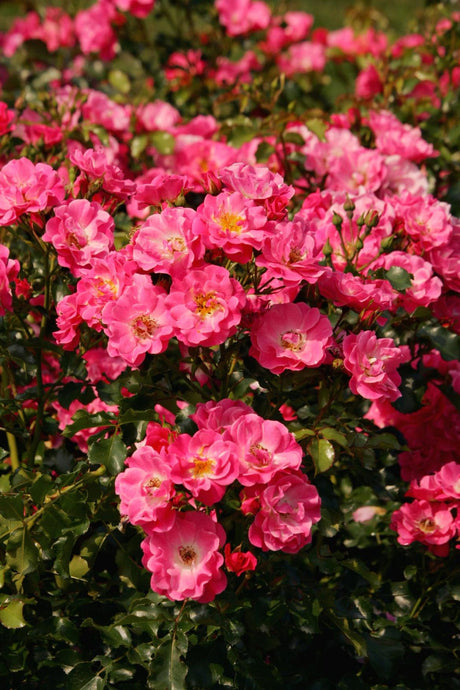 Bodend. Rose 'Blühwunder 08' ADR-Rose mit Blüte; Einsatz: Beetwinterhart;;hier kaufen