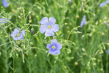 Linum perenne; hier mit Blüte; dauerblüher; Einsatzmöglichkeit z.B. : Steingärten;;ab 0,00 Euro