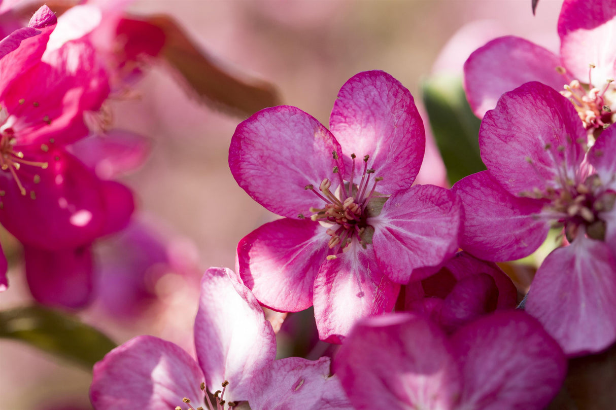 Malus 'Coccinella' mit Blüte, erhältlich von 60-100 bis 450-650 cm; Einsatz: ;;ab 16,60 Euro